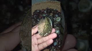 abalone atau kerang mata tujuh #shorts #abalone