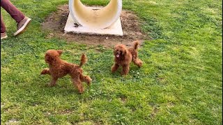 Bienvenidas a casa, Ulrika y Habanera!!! Caniche Toy Rojo, Red Toy Poodle