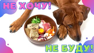 🐕📝🐾 Собака плохо ест: что делать?