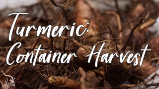 Container Growing/Harvesting Turmeric