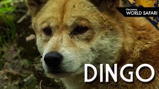 The Dingo: Australian Apex Predator