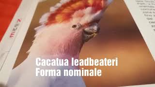 Foto uccelli 2018 [ ITALIA ORNITOLOGICA] n 2  febbraio 2018