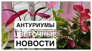 Будни цветовода | Жалуюсь на антуриумы 😊 | 28.03.2023г.