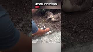 Heroic Rescue Man Saves Swan Eggs from Snake #shorts