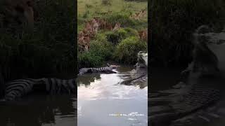 #lionpride #zebra #alligator #river #wildanimals #video #reel #👀 #🫣 #unexpected #wow #toktik #atsni