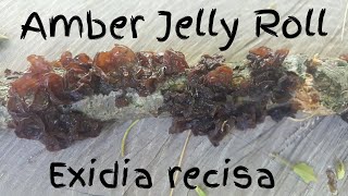 Exidia recisa - Amber Jelly Roll