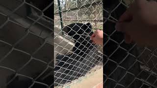 I Saw The Laziest Bear of the world in this Zoo 😂 #wanderwithsaqib #viralvideo #ytshorts #ytshort