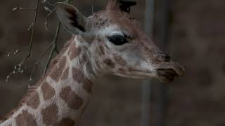 Rare Giraffe calf born at Chester Zoo