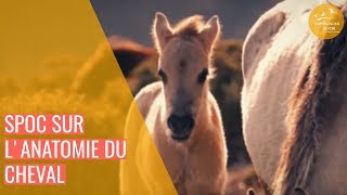 Anatomie et biomécanique du cheval - Formation en ligne | Les Compagnons du Devoir