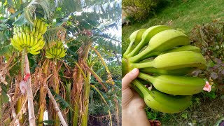 Banana Farming|Homegrown Bananas|Banana Garden|Kelay ka Bagh|How to grow Banana trees|DIY Gardening