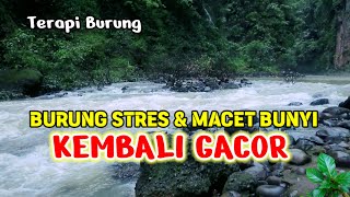 Terapi Burung Stres Macet Bunyi Kembali GACOR Dengan SUARA GEMERICIK AIR Mengalir