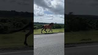 Canter With a Wild horse 😊🐴🐎🥹