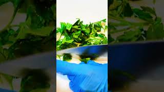 Cutting Parsley #shorts #shortsyoutube