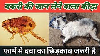 Farm Se Pissu [Kutaki] Kaise Khatm Kare |Vimal Umrao|