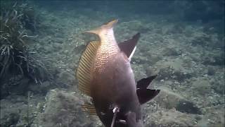 Pescasub Misto Isola d'Elba Fetovaia e Marciana Marina di Fulvio