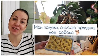 Мои покупки ОЗОН, АШАН, спасаю орхидею и моя собака!