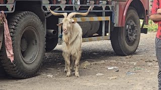 Vikhroli me aaya Sojat Bakro ka Lot || Al Mehtab Goat Farm