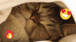 😂 Funniest Cats and Dogs Videos 😺🐶 || 🥰😹 Hilarious Animal Compilation №489