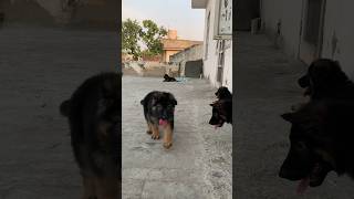 #germanshepherdlonghair #germanshepherd #shortsviral #shorts