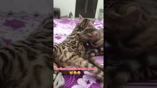 котёнок бенгал сосёт "сиську" 😺🤣🤣