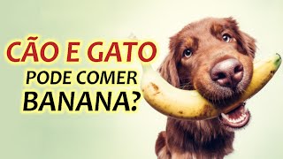 Dica Pet: BANANA PARA CACHORRO E GATO, PODE?