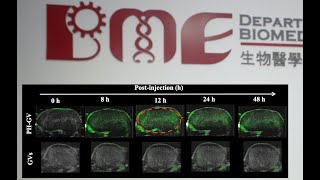 Tech Showcase – Multifunctional Gas Vesicles for Enhanced Cancer Therapy