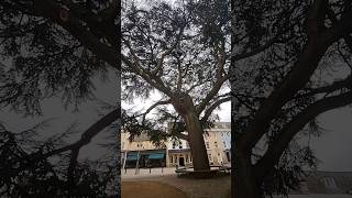 Tree Lover #tree #england #shortsvideo #shorts #short #shortvideo #shortsfeed #shortvideos #nature