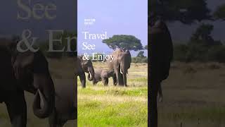 Ultimate African Safari Adventure: Travel, See & Enjoy"#safari #africansafari #wildlife  🙏🐘🐘