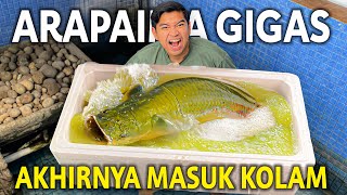 ARAPAIMA GIGAS AKHIRNYA MASUK KOLAM AKU! BAKAL JADI IKAN TERBESAR YANG ADA DI RUMAH AKU!