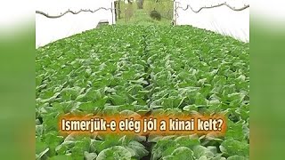 Ismerjük-e elég jól a kínai kelt? /2009/