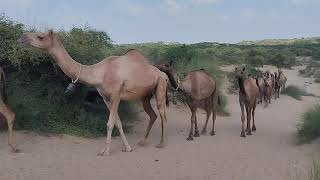 The Thar Desert's Joyful Black Camel || Joyful Black Camel In Heart of Thar Desert