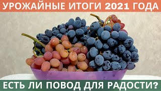 Урожайные итоги 2021 года - в этом сезоне собрал рекордный урожай винограда!