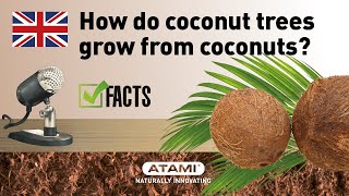 How do coconut trees grow from coconuts? Plant life cycle!� | (EN)