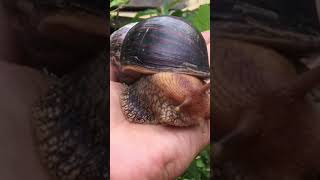 Giant snails in my backyard #shorts #snails #animals #africa