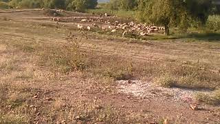 Flock of sheep in countryside of Bulgaria