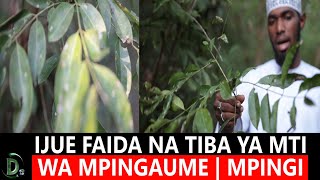 FAIDA NA TIBA ZA MTI WA MPINGAUME (MPINGI) SHEIKH YUSSUF BIN ALLY