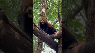 Red Pandas Moments, Chengdu, China 小熊猫的欢乐时光 #travel #china #panda #redpanda #sichuan #chengdu