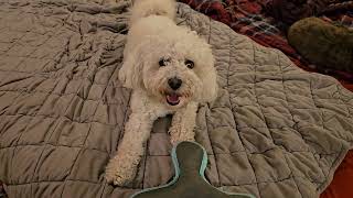 Maltipoo Trying to Make Bed Comfortable