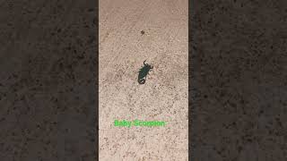 #shorts #oklahoma Young Striped Bark Scorpion