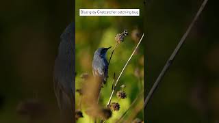 Blue-gray Gnatcatcher catching bug #birds #Gnatcatcher #subscribe #shorts #slowmotion #wildlife