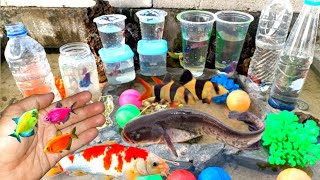 Serok ikan hias, ikan Glofish warna warni, ikan koi, ikan mas lucu, ikan komet, ikan manfish, cupang