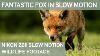 Fantastic Fox in slow motion.