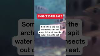 Did you know this about archerfish?