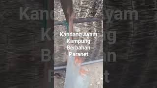 #kandangayam untuk indukan yang baru menetas