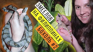 Ловим ЗМЕЙ и СЦИНКОВ на Филиппинах Часть 2 / Snake hunting on Philippines Part 2 / Змеелов - ученый