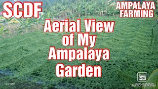 Aerial View of My Ampalaya Farm