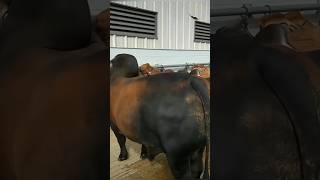 Red Brahman collection 2026 || Brahman cattle form #cow #shortsviral #shortvideos #animals #shorts