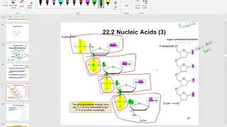 Chapter 22 Nucleic Acids and protein Synthesis Lesson 2