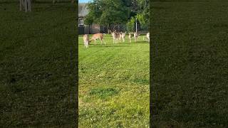 Deers 🦌 🦌 spotted in Phoenix Park Dublin Ireland #shorts  #dublin #ireland #deers @Kb_Travels