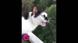 COSA DICONO I GATTI SECONDO ME - Volume 8 #funnycats #gattidoppiati #gattiparlanti #cat #gatti